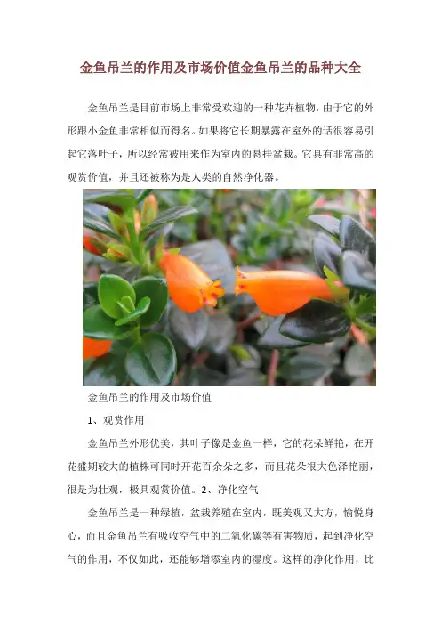 金鱼吊兰的作用及市场价值 金鱼吊兰的品种大全
