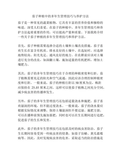 茄子种植中的多年生管理技巧与养护方法