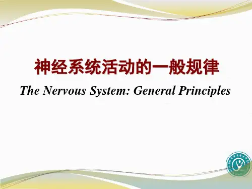 神经元及突触