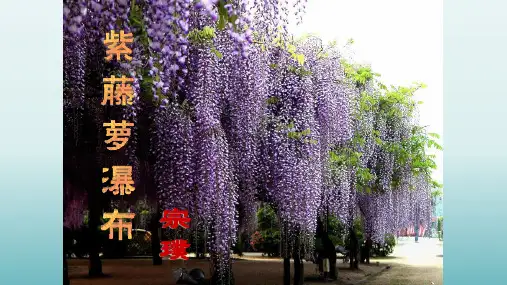 人教版七年级语文下册课件 第17课 《紫藤萝瀑布》教学课件