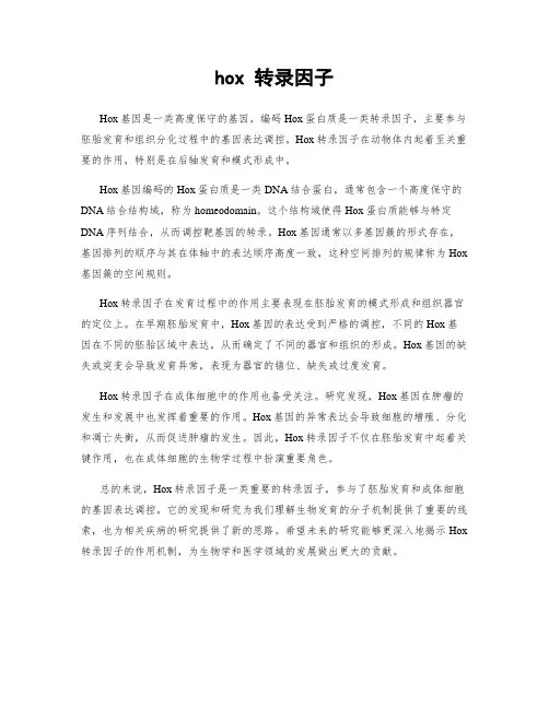 hox 转录因子