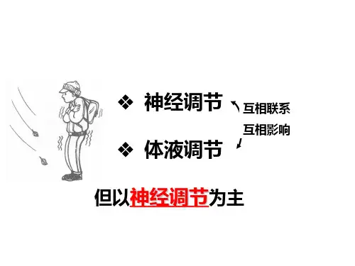 高等动物的内分泌系统和体液调节