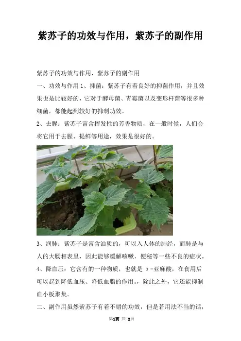 紫苏子的功效与作用，紫苏子的副作用