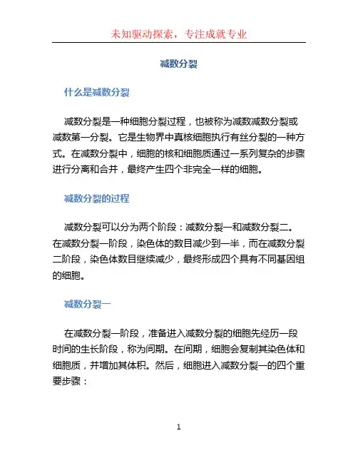 减数分裂 (2)