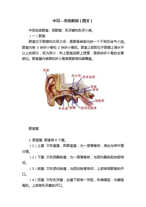 中耳—系统解剖（图文）