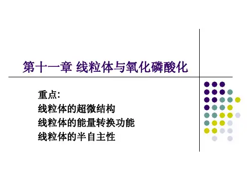 线粒体与氧化磷酸化