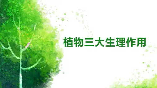 植物三大生理作用复习课件2023--2024学年人教版生物七年级上册