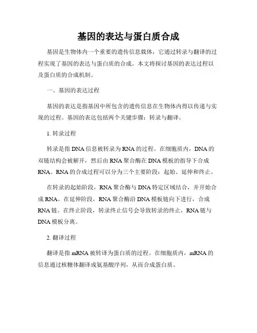 基因的表达与蛋白质合成