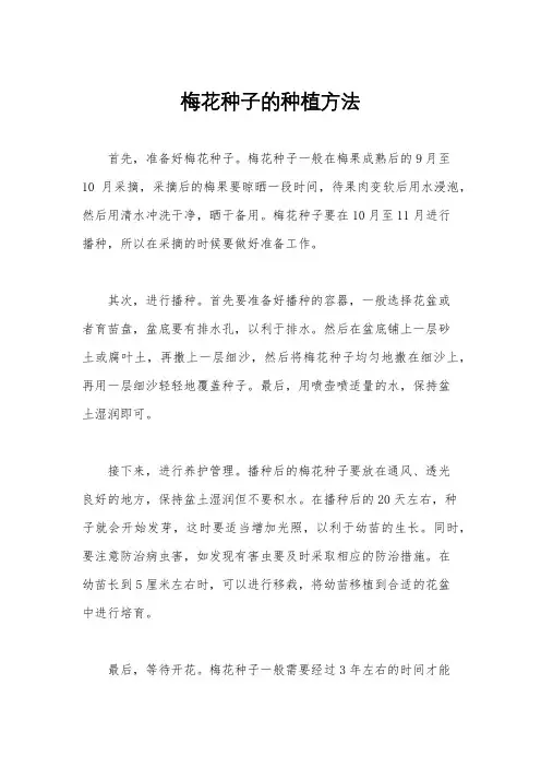 梅花种子的种植方法