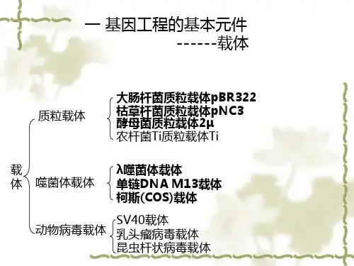 基因工程-2-载体ppt课件