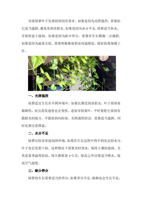 绿萝叶子发黄是什么原因 ,怎么补救
