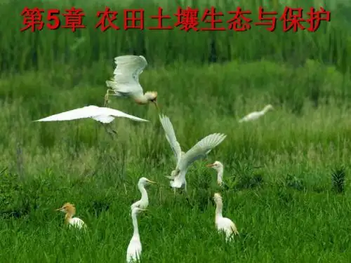 农田土壤生态与保护