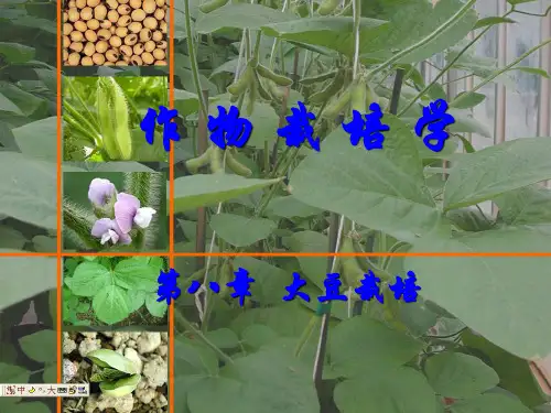 第八章 大豆