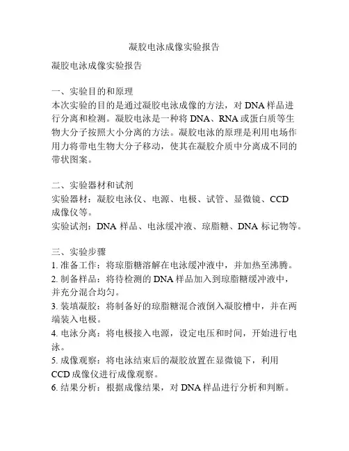 凝胶电泳成像实验报告