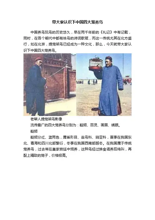 带大家认识下中国四大笼养鸟
