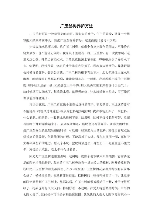 广玉兰树养护方法
