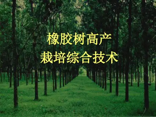 橡胶树高产栽培综合技术-54页精选文档