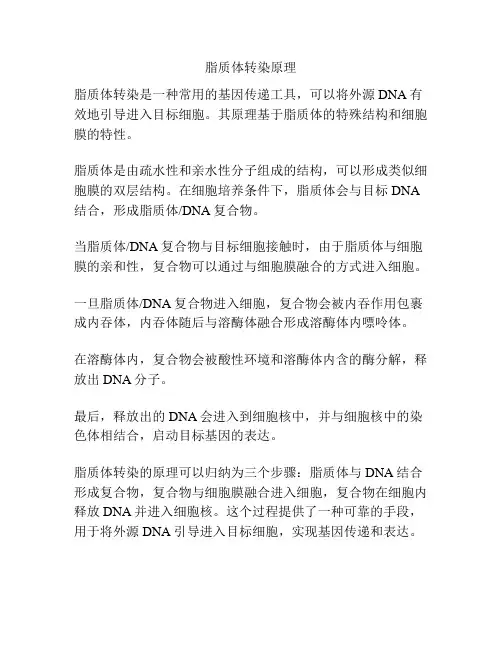 脂质体转染原理