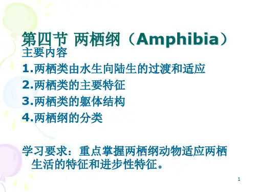 两栖纲