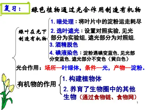 光合作用吸收二氧化碳释放氧气课件PPT