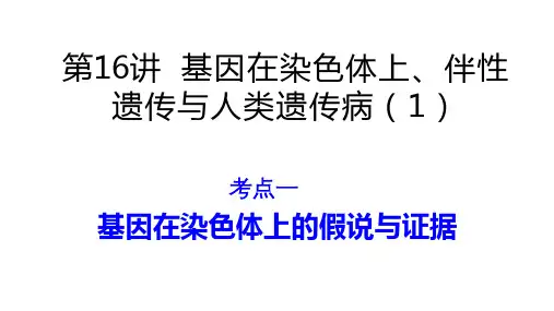 高三生物一轮复习课件第16讲基因在染色体上伴性遗传与人类遗传病(1)