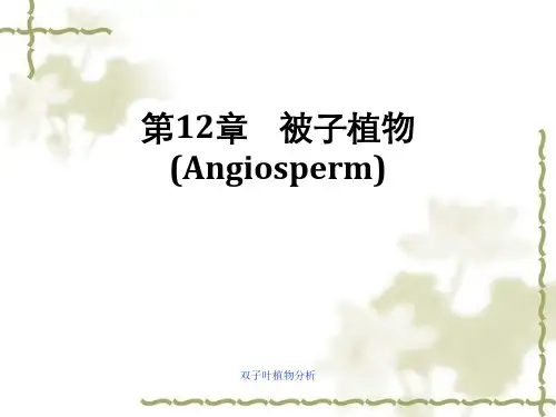 双子叶植物分析