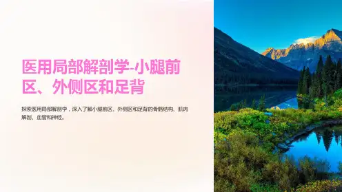 医用局部解剖学-小腿前区、外侧区和足背