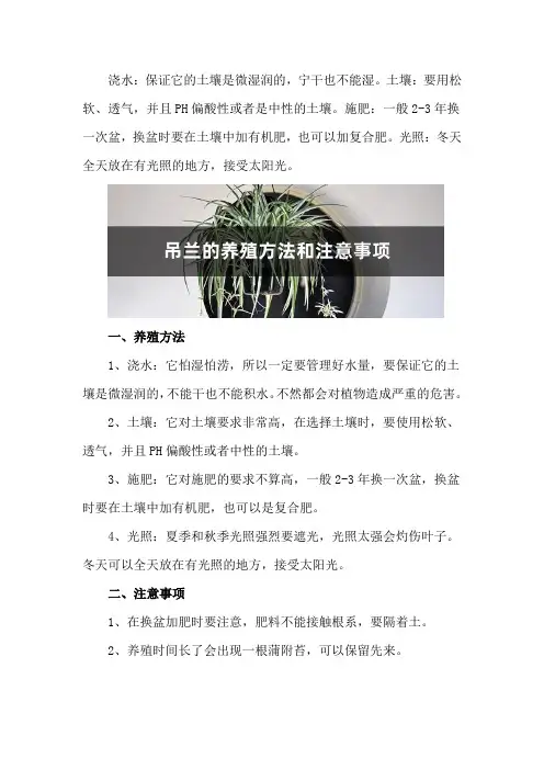 吊兰的养殖方法和注意事项