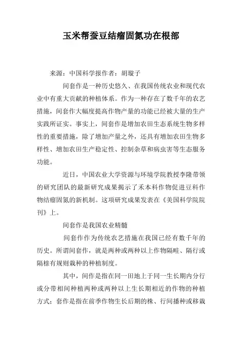 玉米帮蚕豆结瘤固氮功在根部