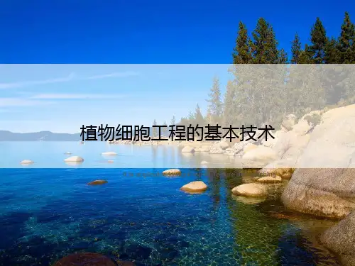 植物细胞工程的基本技术