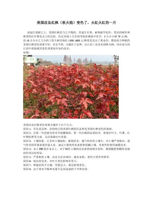 美国改良红枫(秋火焰)变色了