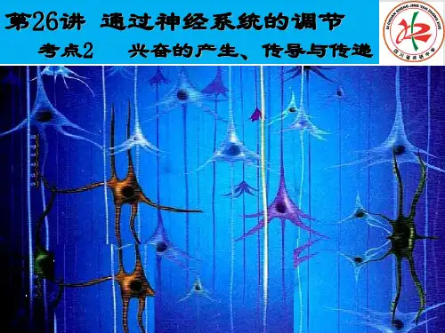 [优选]《兴奋的产生、传导与传递》高三生物高考一轮复习优质PPT课件