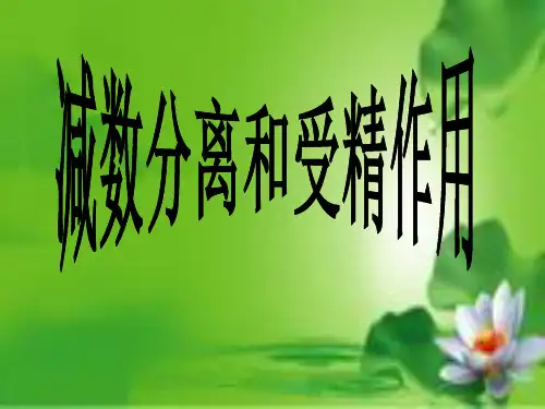 卵细胞的形成与受精作用