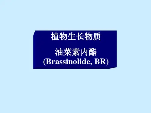 激素BR