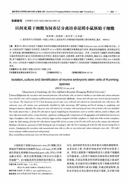 以间充质干细胞为饲养层分离培养昆明小鼠胚胎干细胞