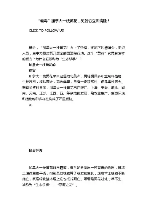 “最毒”加拿大一枝黄花，见到它立即清除！
