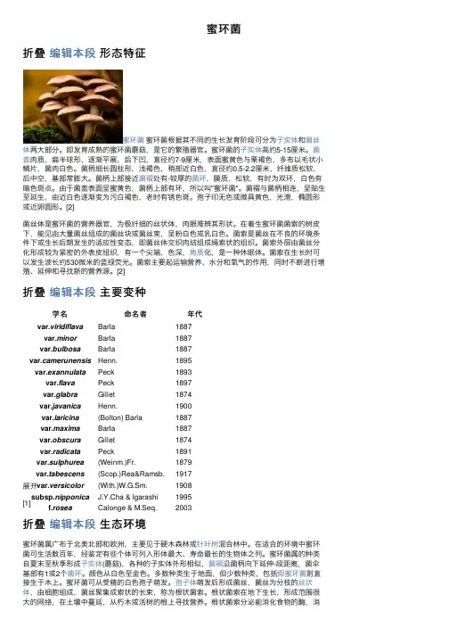 蜜环菌——精选推荐