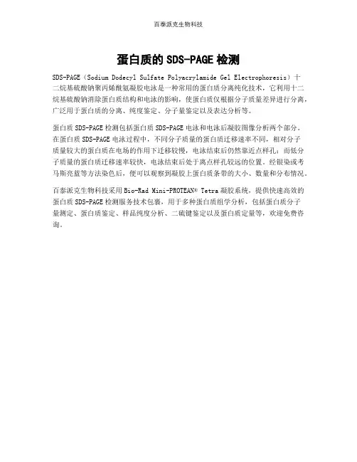 蛋白质的SDS-PAGE检测
