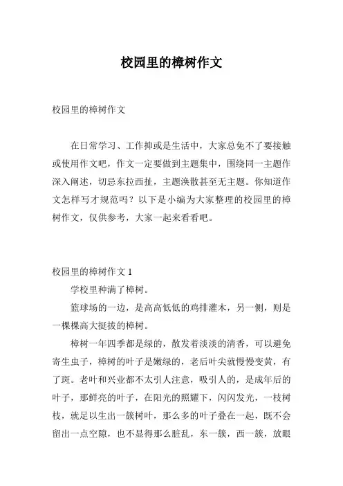 校园里的樟树作文