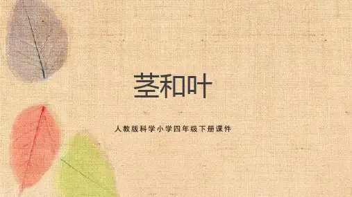 教科版科学四年级下册 植物的生长变化 4 茎和叶 课件
