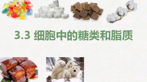 必修一2.3 细胞中的糖类和脂质(17张PPT)