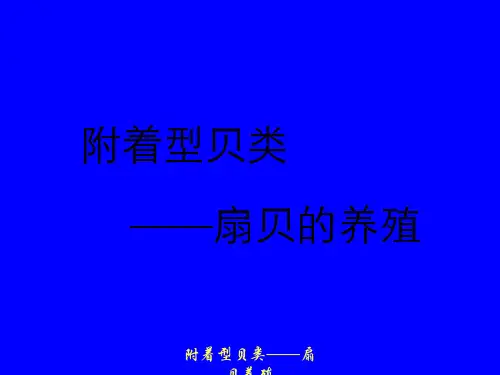 附着型贝类——扇贝养殖