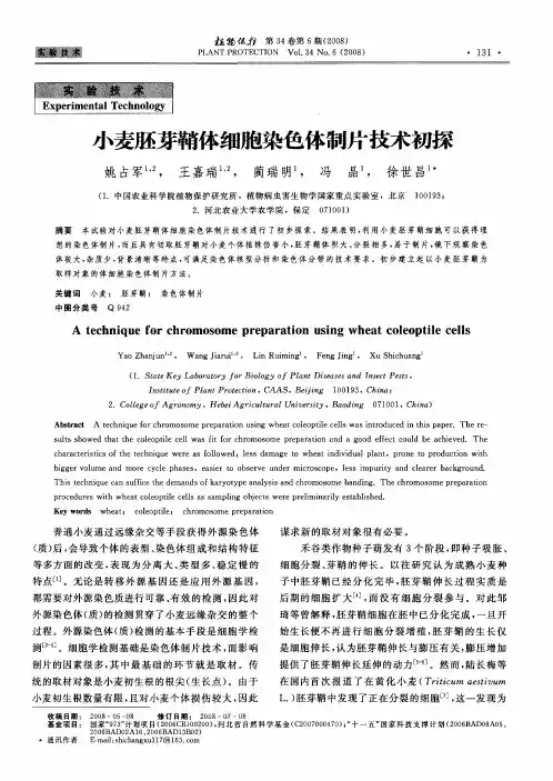 小麦胚芽鞘体细胞染色体制片技术初探