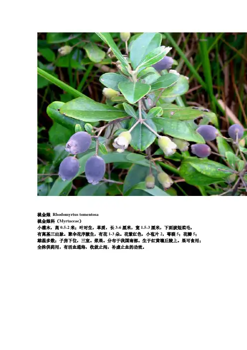 野外植物辨别