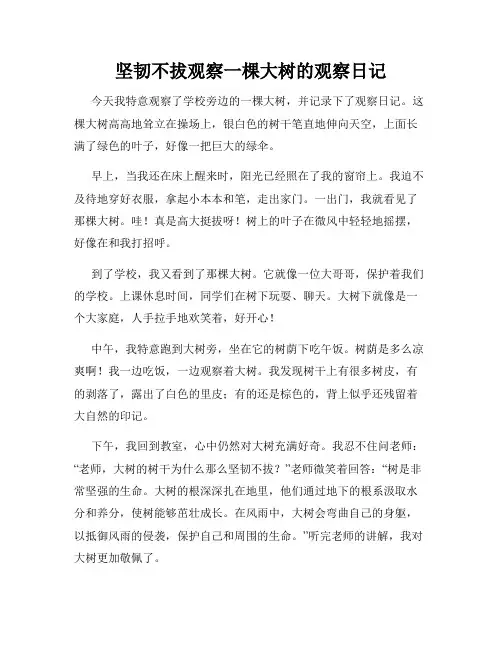 小学三年级作文坚韧不拔观察一棵大树的观察日记