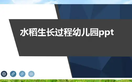 水稻生长过程幼儿园ppt