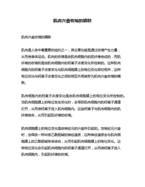 肌肉兴奋收缩的耦联