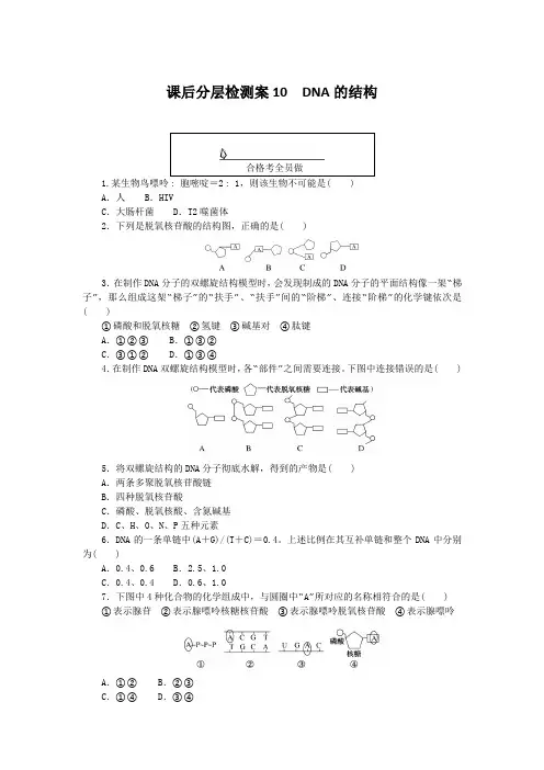 新教材2023版高中生物课后分层检测案10DNA的结构新人教版必修2
