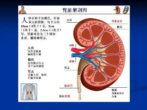 十八章肾功能不全课件