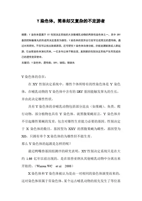 Y染色体